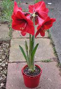 czerwony Rośliny domowe Hippeastrum Kwiat  zdjęcie
