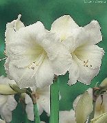 ホワイト 屋内植物 アマリリス フラワー (Hippeastrum) フォト