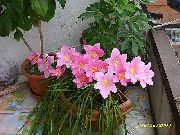 розов Стайни растения Дъжд Лилия,  Цвете (Zephyranthes) снимка