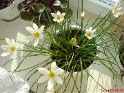 бял Стайни растения Дъжд Лилия,  Цвете (Zephyranthes) снимка