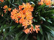 オレンジ 屋内植物 ブッシュユリ、boslelie フラワー (Clivia) フォト