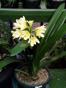amarelo Plantas de interior Bush Lily, Boslelie Flor (Clivia) foto
