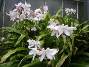 beyaz Kapalı bitkiler Crinum çiçek  fotoğraf