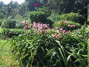 ვარდისფერი შიდა მცენარეები Crinum ყვავილების  ფოტო