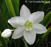 valkoinen Huonekasvit Amazon Lilja Kukka (Eucharis) kuva