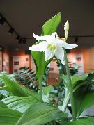 бял Стайни растения Amazon Лилия Цвете (Eucharis) снимка