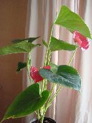 粉红色 室内植物 火鹤花，心脏花  (Anthurium) 照片