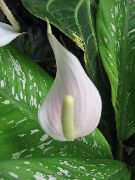 白 室内植物 火鹤花，心脏花  (Anthurium) 照片
