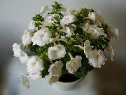 თეთრი შიდა მცენარეები ჯადოსნური ყვავილი, თხილის ორქიდეა ყვავილების (Achimenes) ფოტო