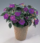 紫 室内植物 神奇的花，螺母兰花  (Achimenes) 照片