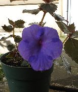 Burvju Ziedu, Riekstu Orhideja tumši zils Zieds