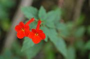 roșu Plante de interior Floare Magie, Nuci Orhidee  (Achimenes) fotografie