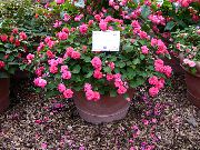 Plantă Răbdare, Balsam, Bijuterie Buruienilor, Ocupat Lizzie roz Floare