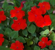 Niecierpek (Impatiens) czerwony Kwiat