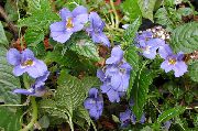 Φυτό Υπομονή, Βάλσαμο, Κόσμημα Ζιζανίων, Απασχολημένος Lizzie γαλάζιο λουλούδι