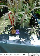 Billbergia sārts Zieds