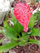 Billbergia vermelho Flor