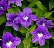 Browallia 紫 花