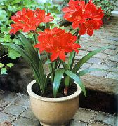 Vallota vermelho Flor