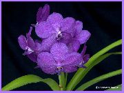 Vanda πασχαλιά λουλούδι