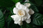 Kapjasmin weiß Blume