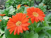 Transvaal Μαργαρίτα πορτοκάλι λουλούδι