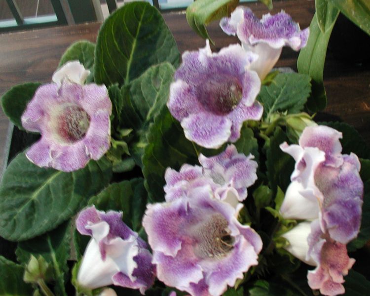цветы глоксиния фото - Лучшее о бисере.