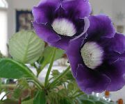 Sinningia (Gloxinia) mörkblå Blomma