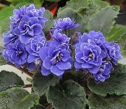 Afrikansk Violet mörkblå Blomma