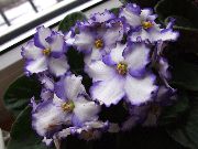 balts Telpaugi Āfrikas Violets Zieds (Saintpaulia) foto