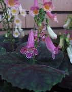Smithiantha ceriņi Zieds