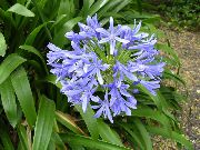 svetlomodrá Izbové Rastliny Africká Modrá Ľalia Kvetina (Agapanthus umbellatus) fotografie