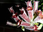 Есхінантус бордовий Квітка