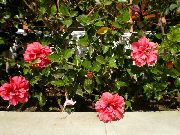 rosa Plantas de interior Hibiscus Flor  foto