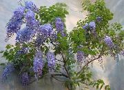 紫藤 浅蓝 花