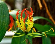 жоўты Хатнія расліны Глориоза Кветка (Gloriosa) фота