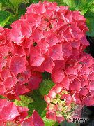Hydrangea, Lacecap vermelho Flor