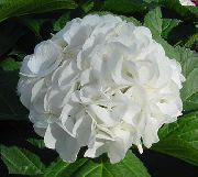 balts Telpaugi Hortenzijas, Lacecap Zieds (Hydrangea hortensis) foto
