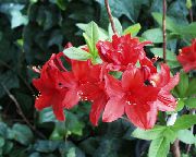 sarkans Telpaugi Acālijas, Pinxterbloom Zieds (Rhododendron) foto
