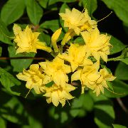 жовтий Домашні рослини Азалія (Рододендрон) Квітка (Rhododendron) фото