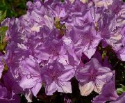 Azaleas, Pinxterbloom იასამნისფერი ყვავილების