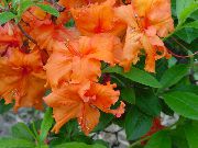 поморанџа Затворени погони Азалеас, Пинктерблоом Цвет (Rhododendron) фотографија