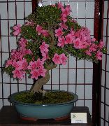 bleikur Inni plöntur Azaleas, Pinxterbloom Blóm (Rhododendron) mynd