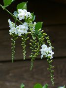 branco Plantas de interior Duranta, Honey Drops, Golden Dewdrop, Pigeon Berry Flor  foto