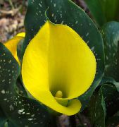 amarelo Plantas de interior Arum Lily Flor (Zantedeschia) foto