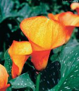laranja Plantas de interior Arum Lily Flor (Zantedeschia) foto