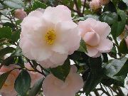 Camellia hvítur Blóm