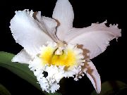 hvítur Inni plöntur Cattleya Orchid Blóm  mynd