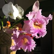 bleikur Inni plöntur Cattleya Orchid Blóm  mynd