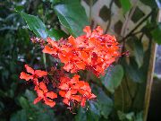 Clerodendron червен Цвете